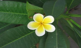 鸡蛋花如何修剪（鸡蛋花修剪能截枝吗）