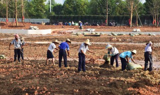 可以把什么埋在土里作肥料（肥料要不要埋进土里）