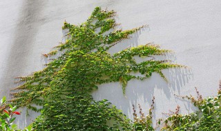 盆栽爬山虎多久浇水一次 盆栽爬山虎多久浇水一次最好