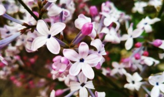 五瓣丁香花的花语是什么（五瓣丁香花的含义）