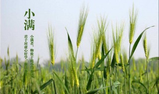 小满节气食物 小满节气食物的俗语