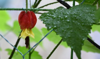 蔓性风铃花能活几年（蔓性风铃花是多年生吗）