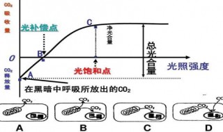 真光合速率的三种表示方法 真光合速率的含义