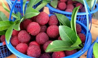 杨梅成熟季节是几月份 杨梅什么时候成熟季节
