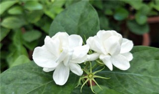 茉莉花如何进行播种 茉莉花如何进行播种的