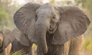 大象的耳朵有什么特殊作用（大象的耳朵有什么特殊作用读后感50字）