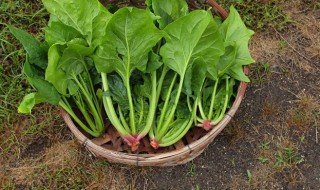 菠菜怎么种植（菠菜怎么种植容易发芽）