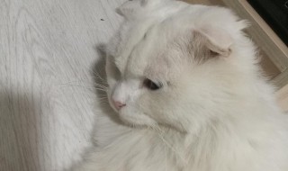 纯白猫是什么品种（蓝眼睛纯白猫是什么品种）
