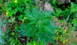 艾草的功效与作用禁忌（艾草的功效与作用禁忌及食用方法）