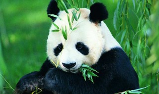 中国哪些动物园有大熊猫（我国有大熊猫的动物园）