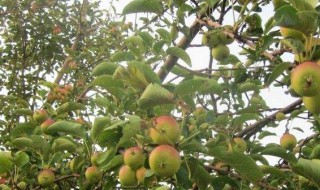 苹果树种在院子那个位置好 苹果树栽在院里什么位置好