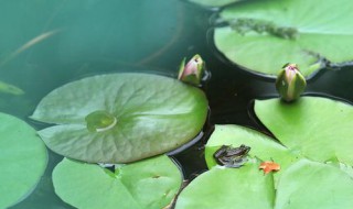 水芙蓉的叶子能吃吗（水芙蓉叶功效）