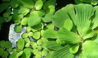 水芙蓉叶子发黄怎么办 水芙蓉叶子发黄是什么原因