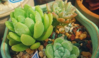 春萌掉叶子怎么办 春萌掉叶是怎么回事