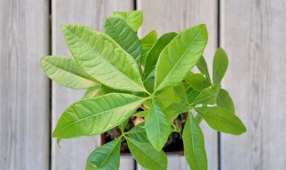 发财树的花语和寓意（发财树植物的寓意和象征）