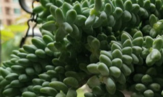 春萌多肉植物怎么浇水 春萌多肉多久浇一次水