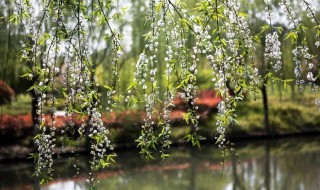 独忆飞絮鹅毛下什么意思 独忆飞絮鹅毛下非复青丝马尾垂翻译