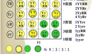 9:3:3:1满足什么定理（满足9:3:3:1的条件）