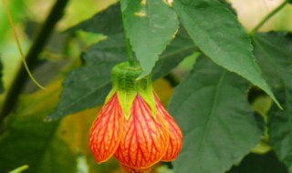 纹瓣悬铃花的养殖方法 纹瓣悬铃花需几年才能开花
