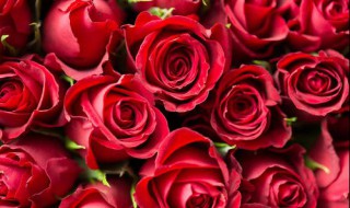 什么花会增加桃花运（什么花会增加桃花运势）