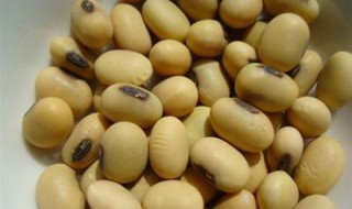东升19号大豆种子特征 东升22大豆种子生长特性