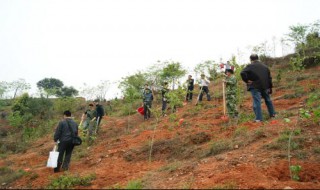 怎样植树容易成活 怎样植树容易成活视频