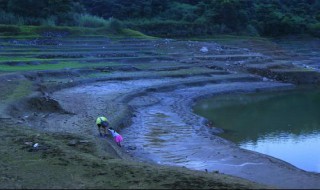 掉到沼泽的人会去哪 掉到沼泽里人去哪里了