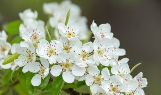 梨花是什么季节开的花 梨花是在什么季节开花