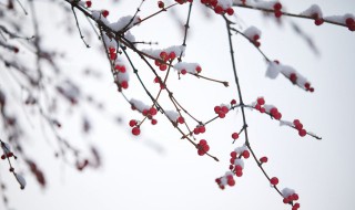 看雪发朋友圈的句子 看雪发朋友圈的句子简短