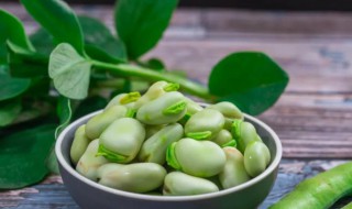 蚕豆是什么植物 蚕豆简单介绍