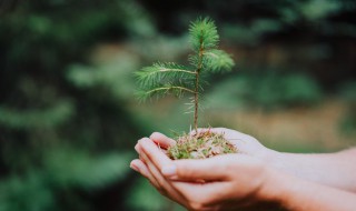 每两棵树间种一棵花什么意思（每两棵树之间栽一朵花）