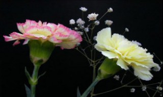 三八妇女节要叠什么（三八妇女节要叠什么东西给妈妈当生日礼物）