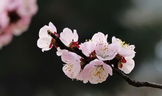 杏花什么时候开花（杏花什么时候开花什么颜色?）