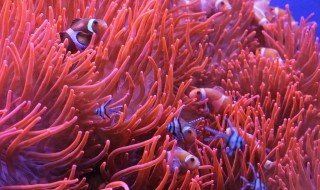 珊瑚礁是珊瑚虫死后形成的吗 珊瑚礁是珊瑚虫死后形成