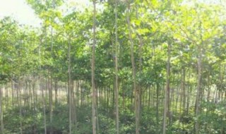 海南种植什么有前景 海南未来种植什么最有前景