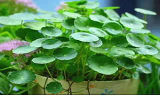 铜钱草叶子发黄怎么补救（铜钱草叶子发黄怎么补救呢）
