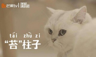 朋友请听好猫咪品种 好听的猫咪品种