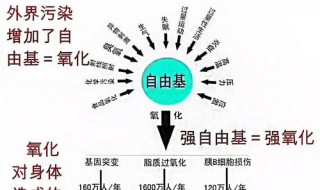 自由基卤代反应经历哪几个阶段（自由基卤代反应经历哪几个阶段）