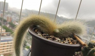 猴尾柱的繁殖方法 猴尾柱怎样繁殖