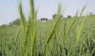 小麦拔节期可以打除草剂吗 小麦拔节能打除草剂吗