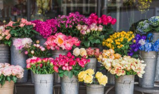 风信子开完花后怎么处理（风信子开完花后怎么处理土培）