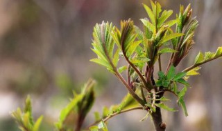 香椿树籽怎么种（香椿树籽怎么种植视频）