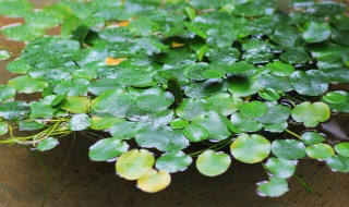 马蹄金种子怎么种 马蹄金种子种植方法