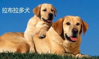 拉布拉多的智商怎么样（拉布拉多的智商有多高）