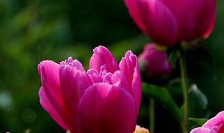 芍药一年开几次花（四季芍药一年开几次花）