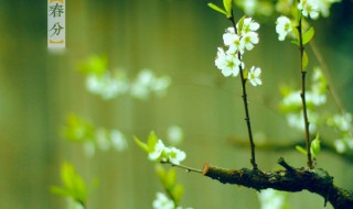 春分是立春吗 春分是立春吗还是春节