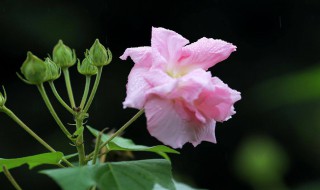 芙蓉花什么时候开 芙蓉花什么时候开放