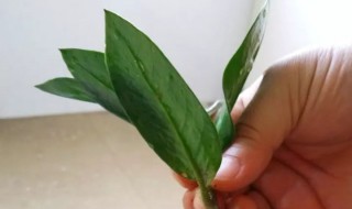 金钱树肥料怎么用（金钱树肥料怎么用效果好）
