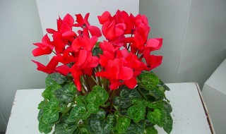 仙客来开花期怎么养 仙客来盆栽花期长吗?