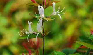 花朝节的来历（花朝节的来历的简介）